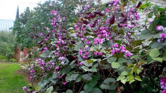 Семена Цветы Бобы гиацинтовые (Долихос) Фиолетовые гирлянды (Аэлита)