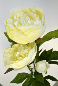 Цветок Пион ветвь 3 цветка кремовый h=72 см